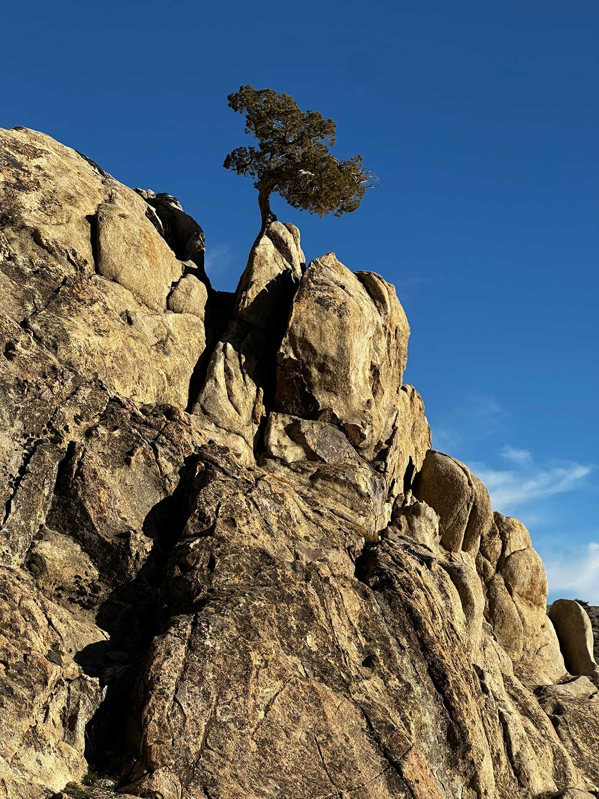 Solitary juniper tree growing from a split granite boulder