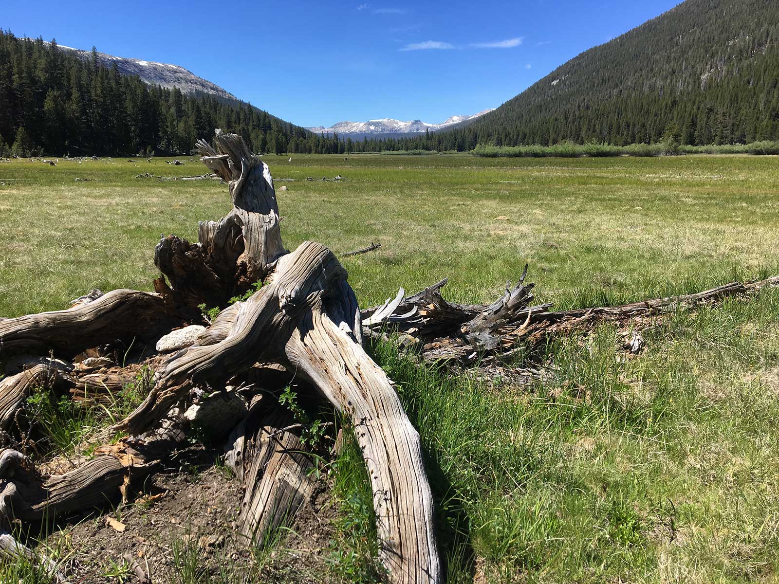 Weathered fallen log in alpine meadow with snowy peaks beyond