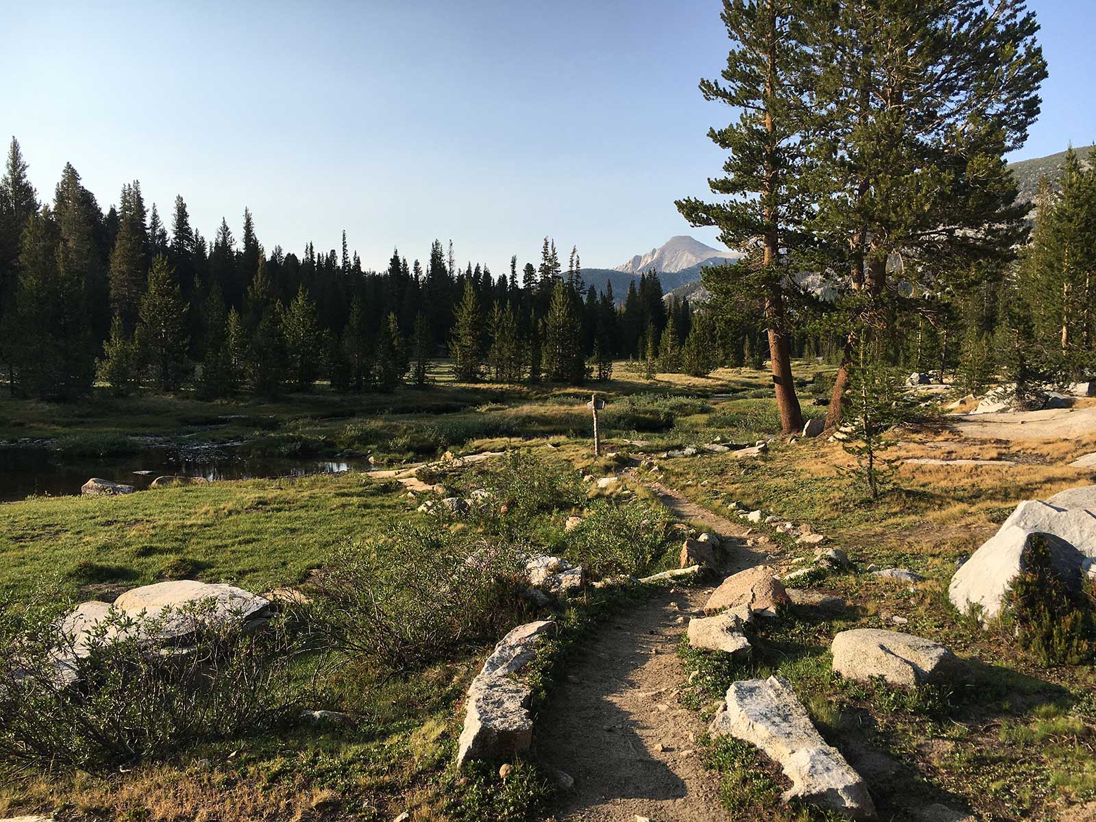 Mountain trail beside a meadow stream with pine forest