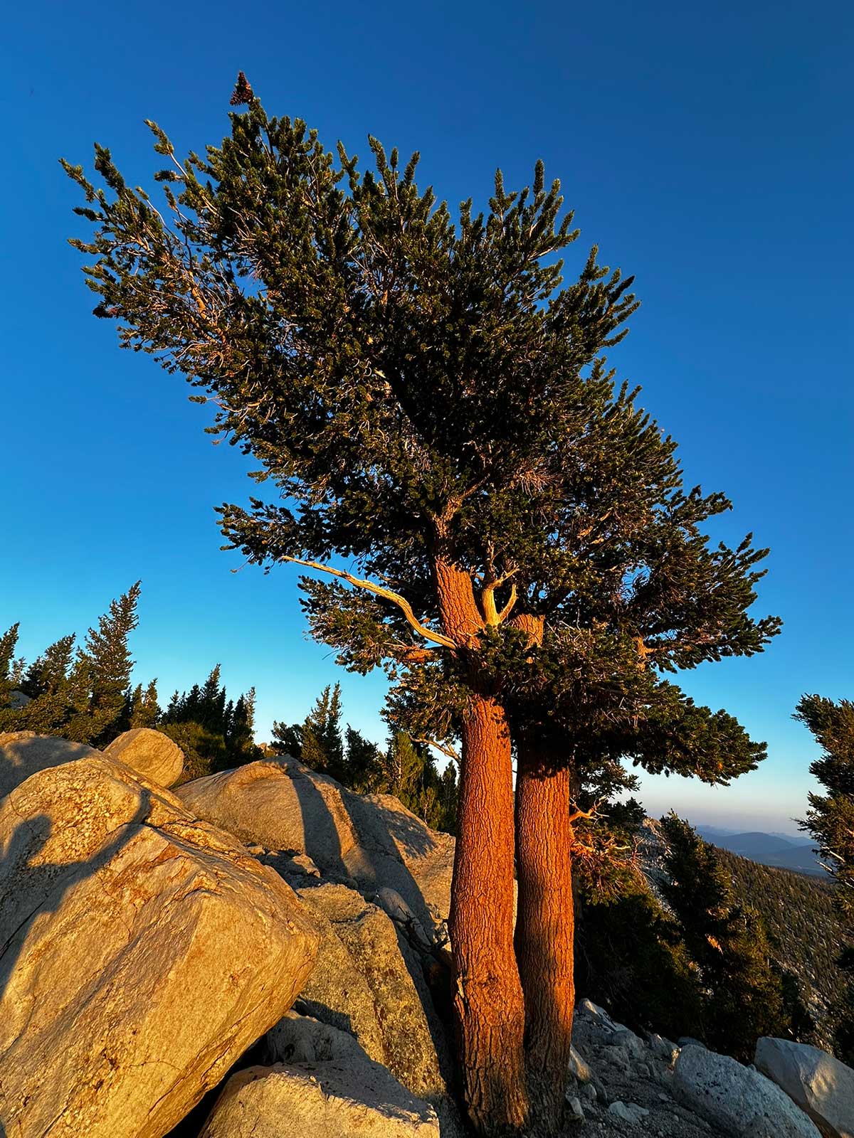Lone pine tree glowing in golden light on rocky summit