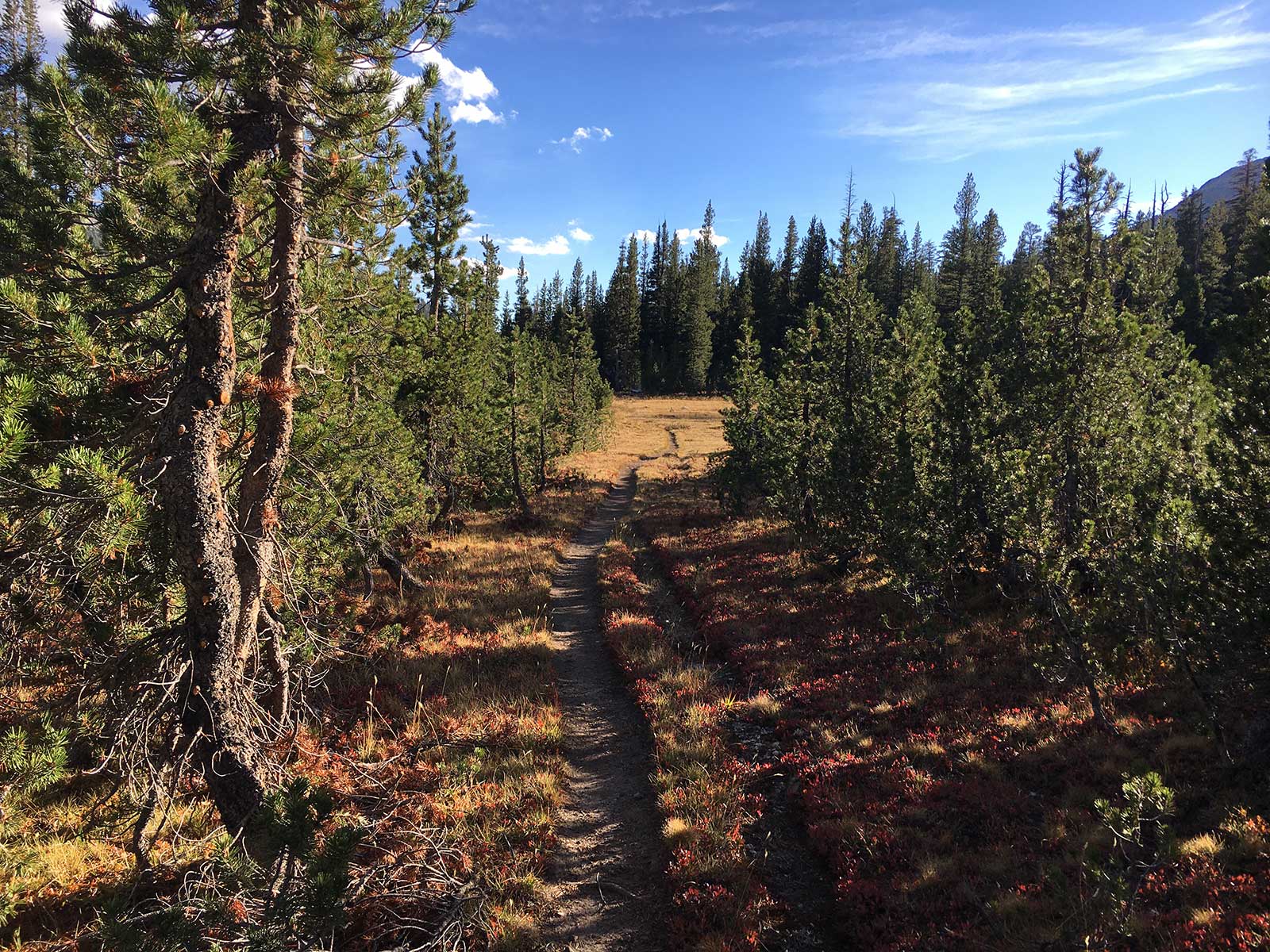 Autumn forest trail with red undergrowth opening to golden meadow