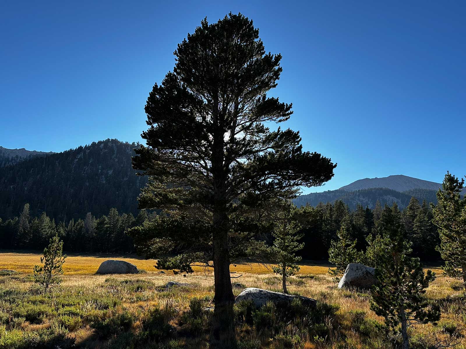 Lone pine tree silhouetted in dry autumn alpine meadow