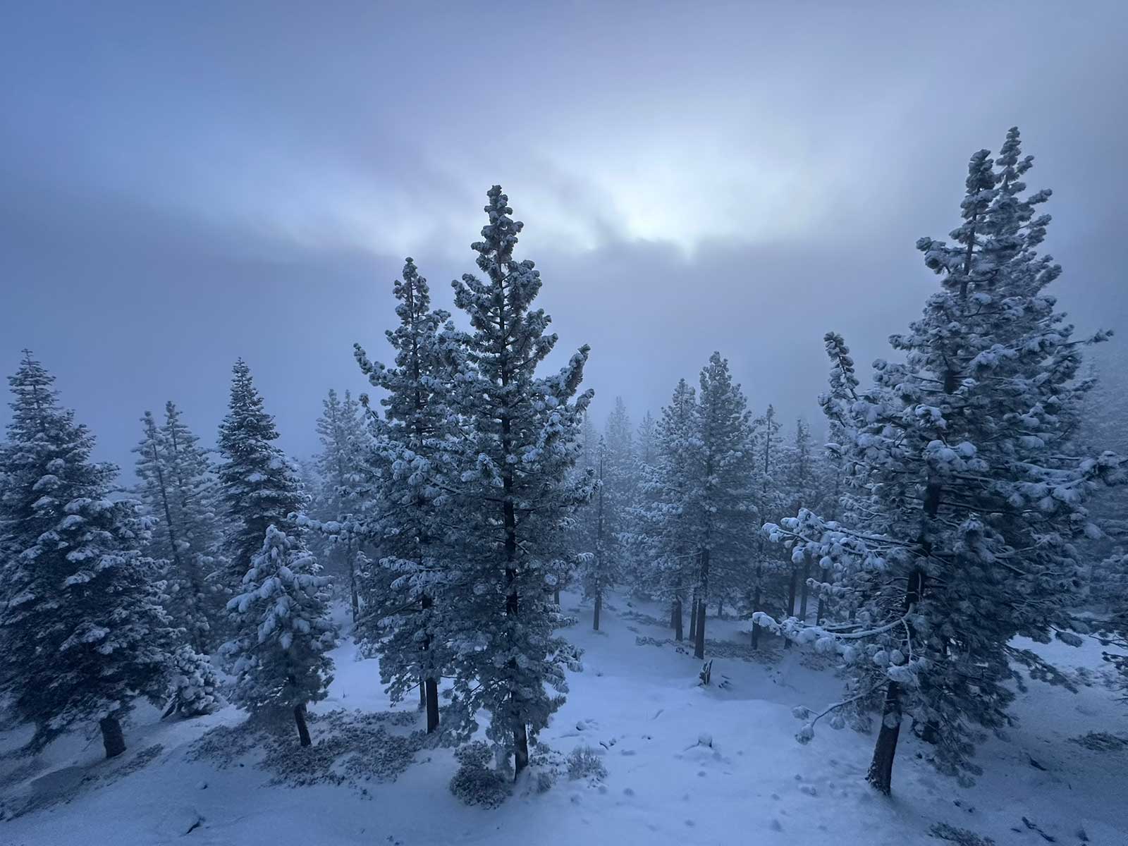 Snow-dusted pines in a misty blue winter forest