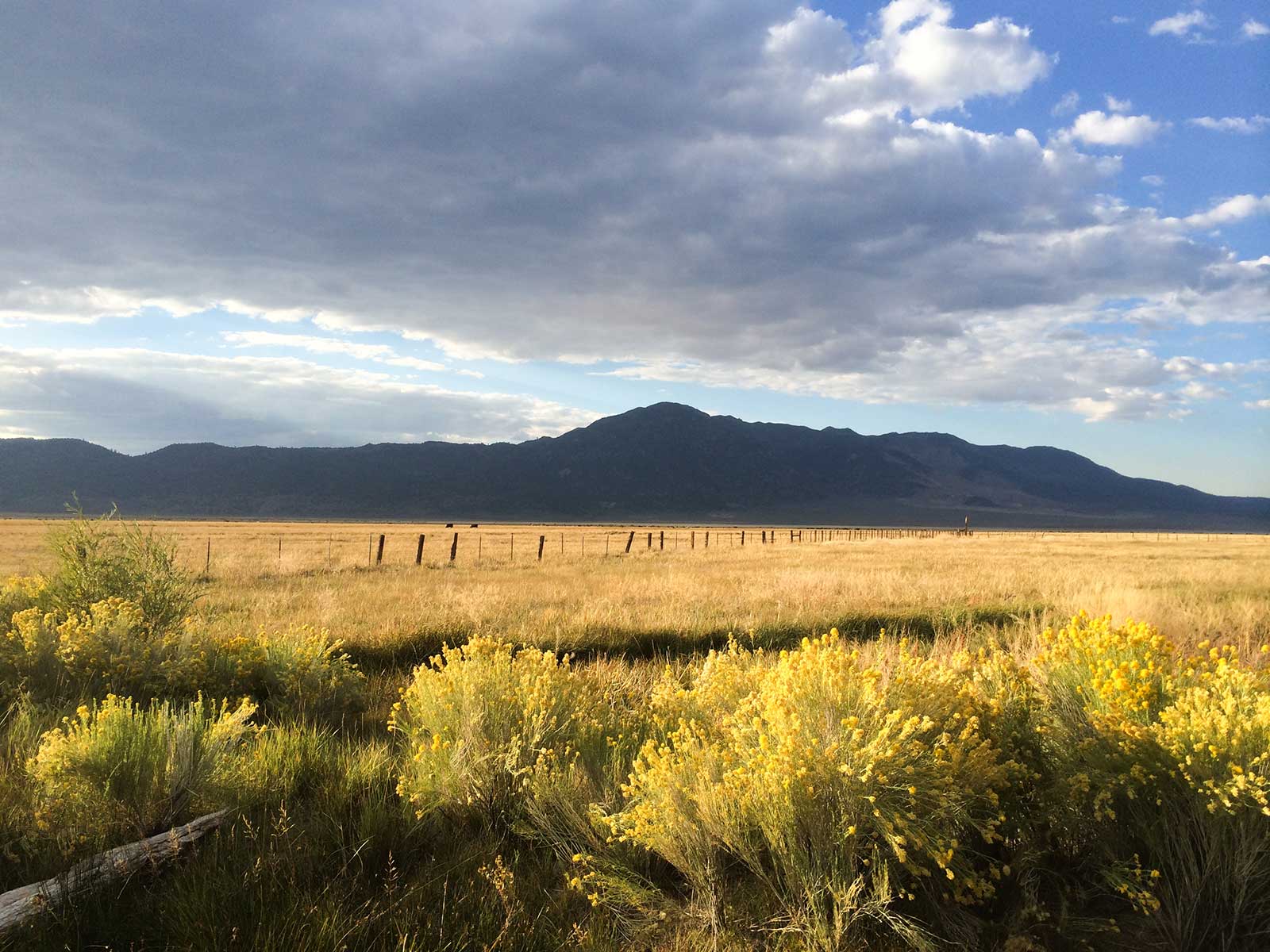 Golden grassland with yellow wildflowers and stormy mountain sky